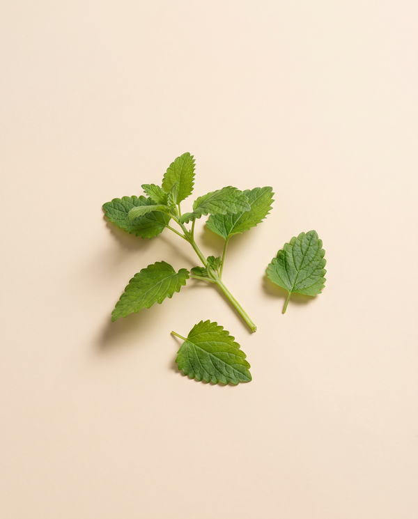 Lemon balm
